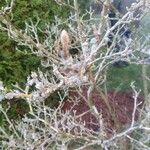 Magnolia stellata Fleur
