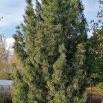 Pinus sibirica Облик