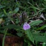 Rungia repens Flower