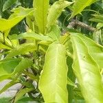 Handroanthus serratifolius Leaf