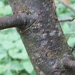 Castanopsis fargesii Кора