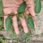 Corchorus aestuans Leaf