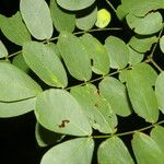 Adenopodia patens 叶