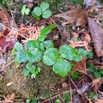 Coptis trifolia Liść