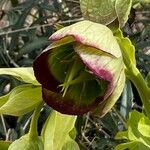 Helleborus foetidusFlower