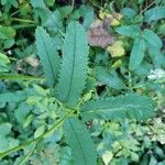 Sanguisorba canadensis Leaf