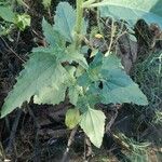 Verbesina encelioidesLehti