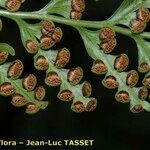 Culcita macrocarpa 果実