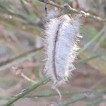 Cytisus striatus Fruit