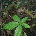 Distimake aegyptius पत्ता