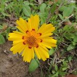 Coreopsis nuecensis Flower