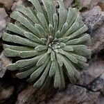 Saxifraga longifolia Leaf