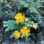 Senna pendula Flower