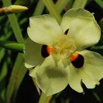 Dietes bicolor Květ