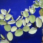 Salvinia minima Leaf