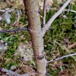 Salix appendiculata 樹皮