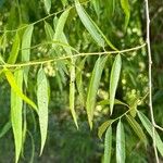 Salix nigra Leaf