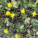 Ononis striata Flower