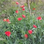 Papaver rhoeas Blomst