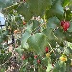 Prunus ilicifolia ഇല