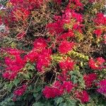 Bougainvillea spectabilisFloro