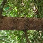 Picea brachytyla Corteza
