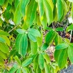 Cornus capitata Folha