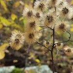 Hieracium scabrum Fruto