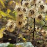 Hieracium scabrum Ffrwyth