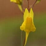 Linaria spartea Λουλούδι