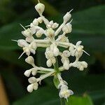 Pollia japonica Fiore