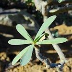 Euphorbia balsamifera Leaf