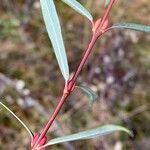 Salix purpurea Blatt