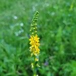 Agrimonia pilosa Flower