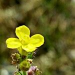 Bunias erucago Flor