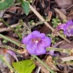 Strobilanthes pentastemonoides Кветка