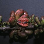 Xylopia cayennensis Froito