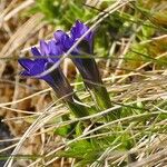 Gentiana pyrenaica Habitat