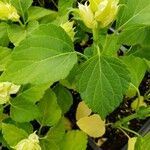 Salvia splendens List