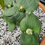 Massonia depressa Hábito