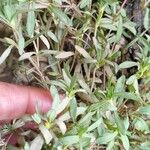 Pectis prostrata Hoja