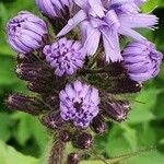 Lactuca alpina Çiçek