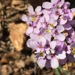 Iberis linifolia Blomst