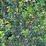 Erythroxylum argentinum Hábito