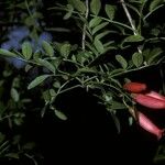Campsidium valdivianum Flor