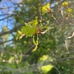 Quercus petraea Blatt