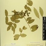 Zanthoxylum oxyphyllum ᱮᱴᱟᱜ