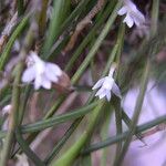 Afropectinariella subulata Floro