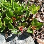 Salix herbacea Flower