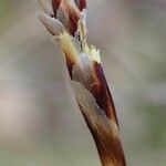 Carex alba Hedelmä